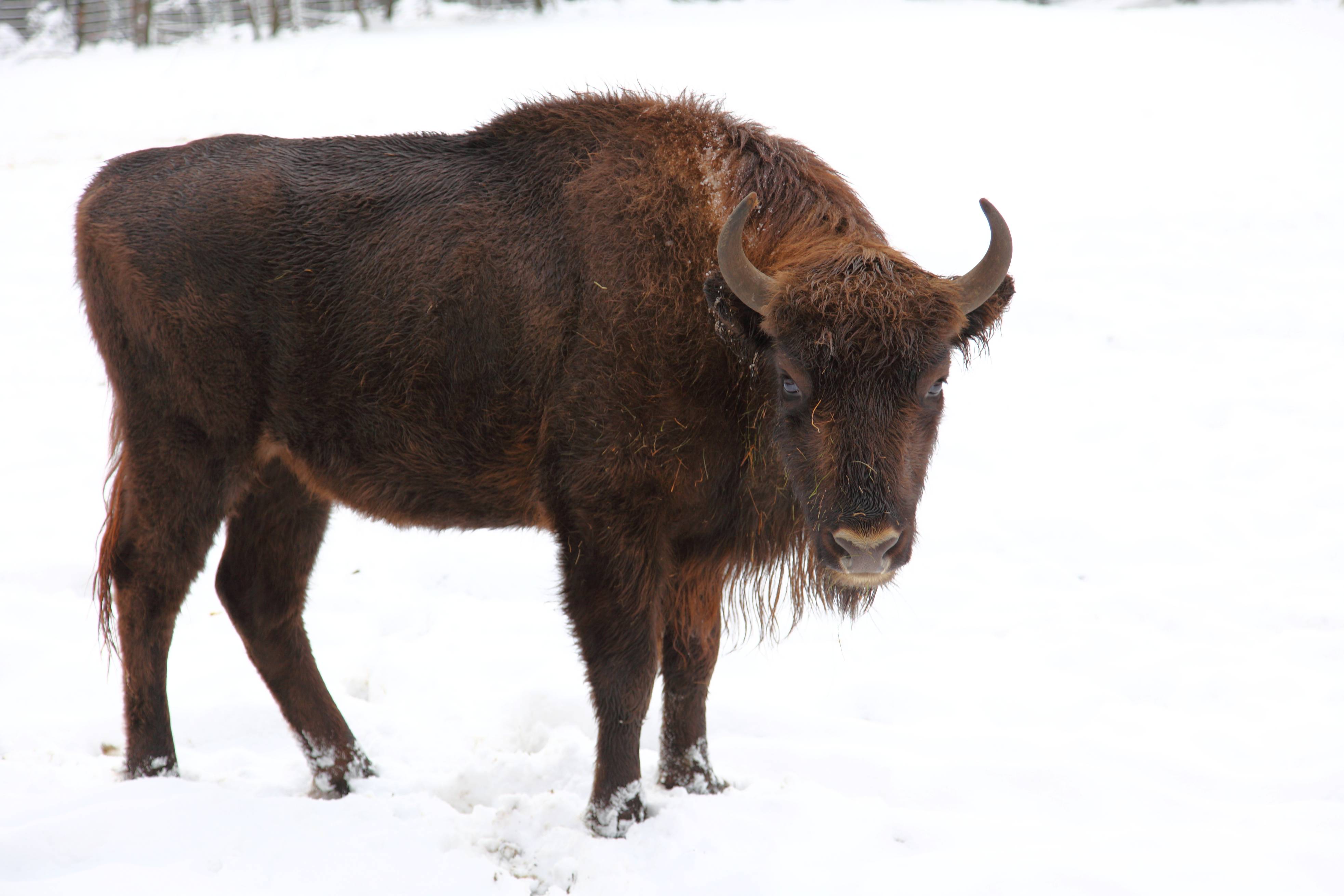 Wisent - Säugetiere