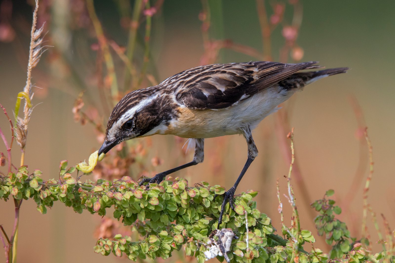 Braunkehlchen – Saxicola rubetra