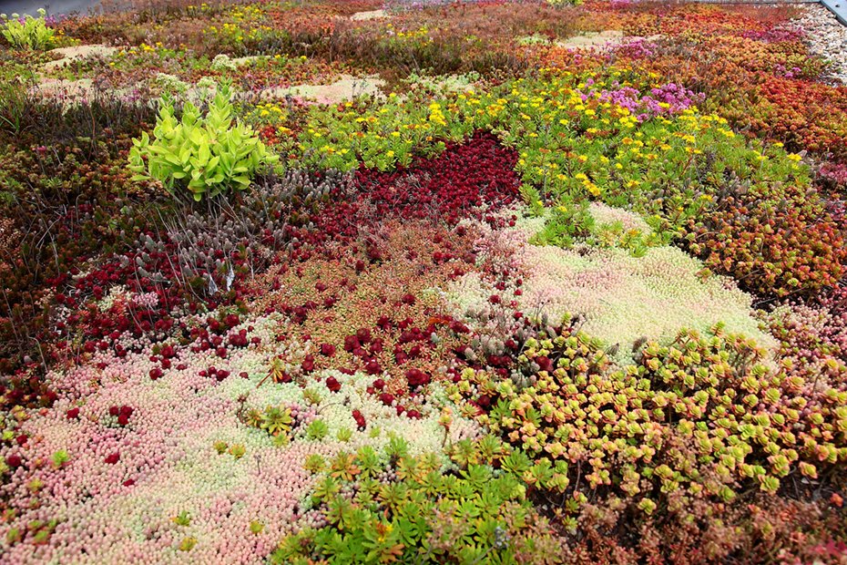 Dachbegrünung – Artenvielfalt auf dem Dach