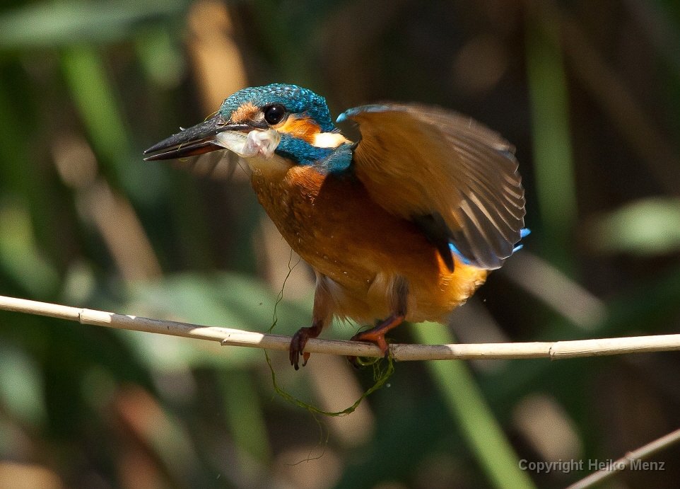 Eisvogel – Alcedo atthis