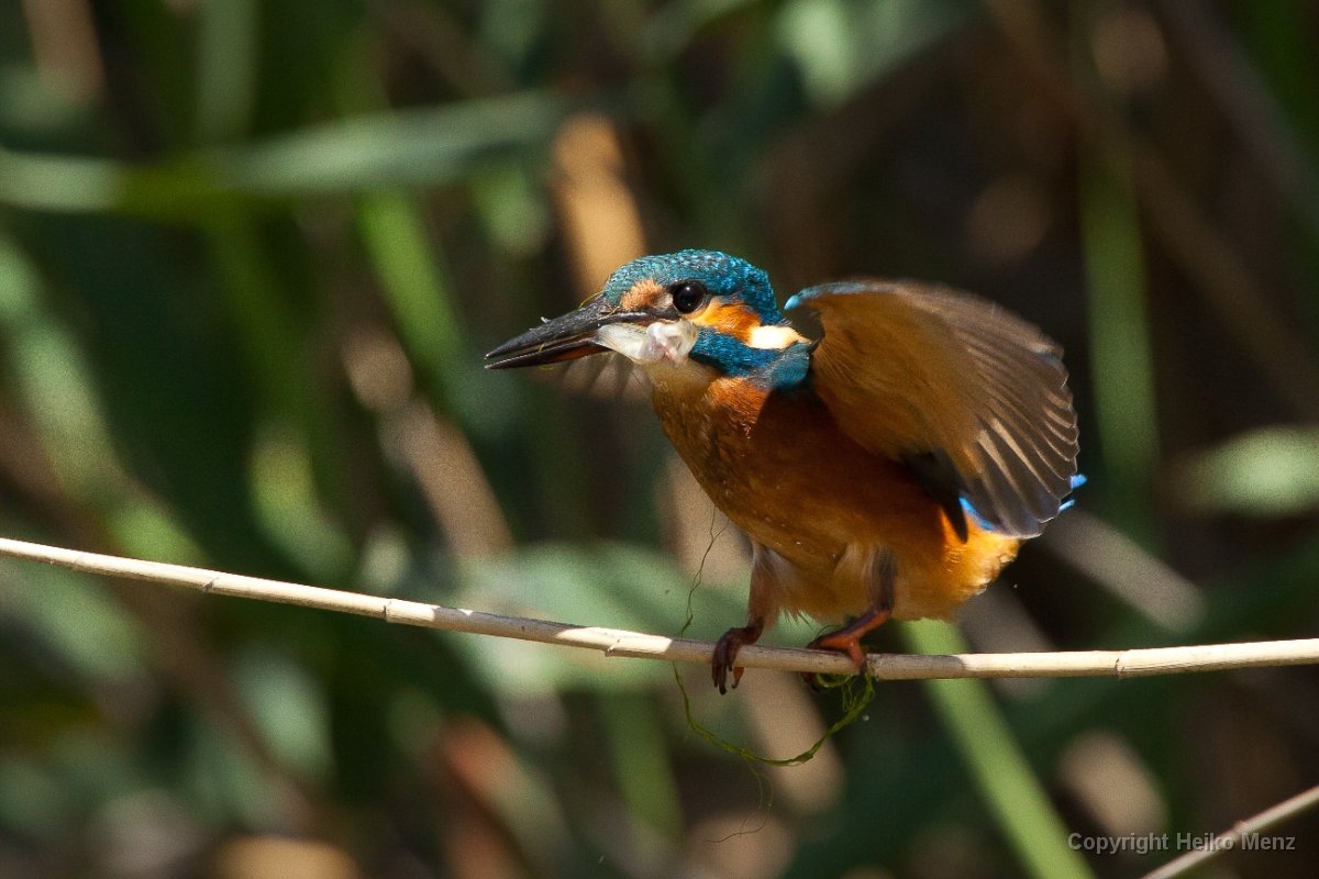Eisvogel mit Beute – Alcedo atthis