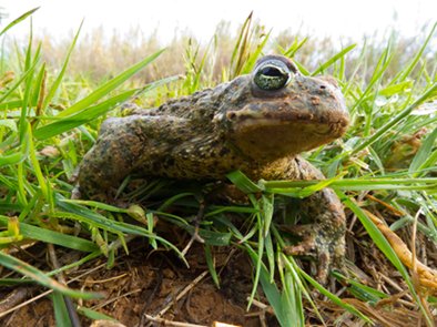 Kreuzkröte – Epidalea calamita