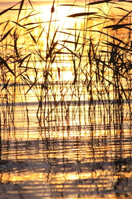Schilf bei Sonnenuntergang – Brandenburg