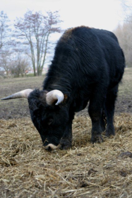 Wisent - Wiederansiedlung Rothaargebirge Dungkafererfassung
